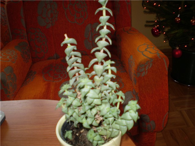 crasula